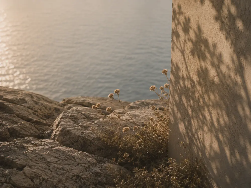 Dried flowers on a rocky cliff edge beneath a wall with leaf shadows, the sea below
