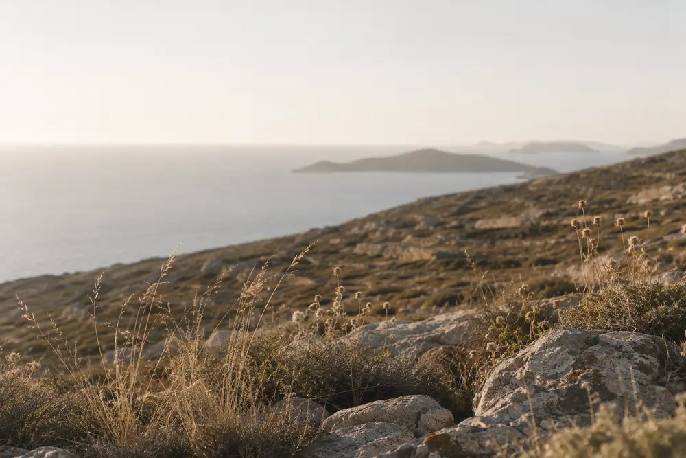 Dry thistles on a hillside above the sea, islands fading at dusk