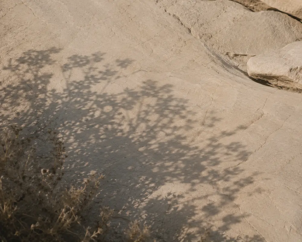 Shadows of a shrub cast across smooth pale rock slabs