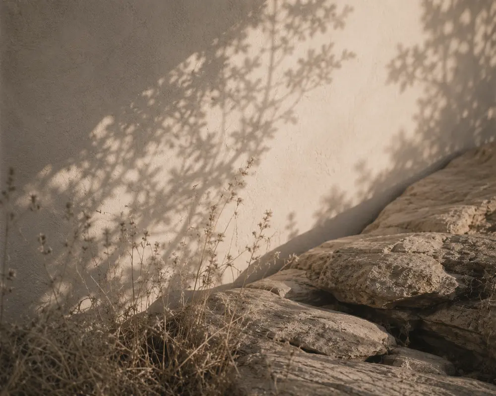 Dry grasses and plant shadows against a plaster wall above layered rocks