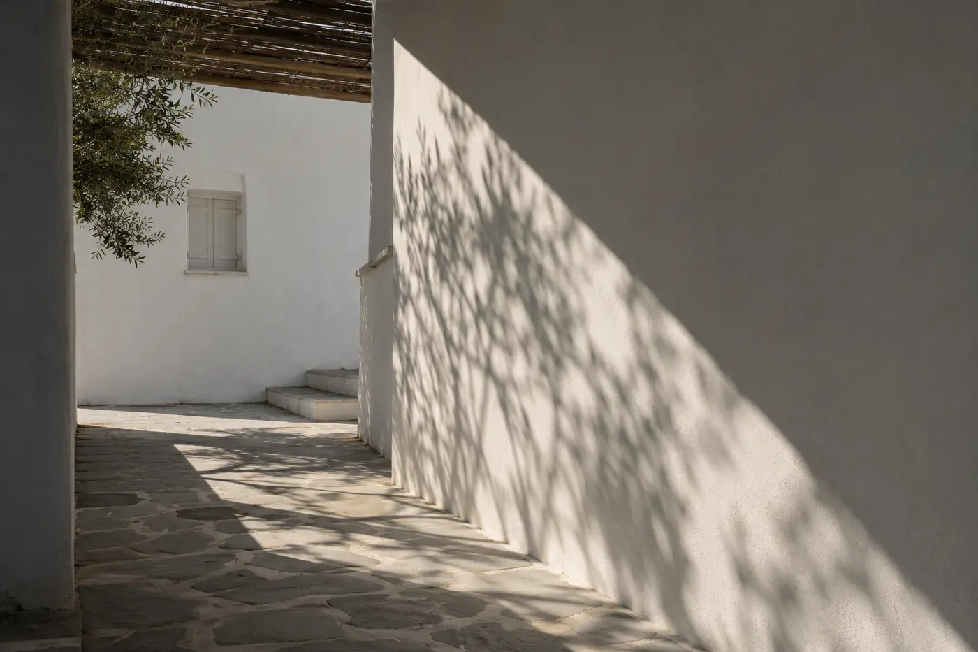 Olive-tree shadows cast across a whitewashed wall in a Cycladic alley
