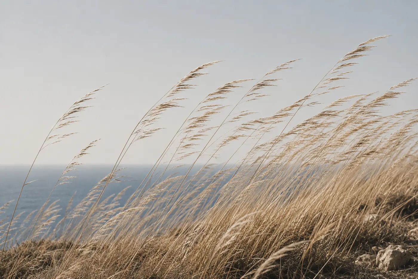 Tall dry grasses on a coastal hillside, all bending in the same direction under the wind