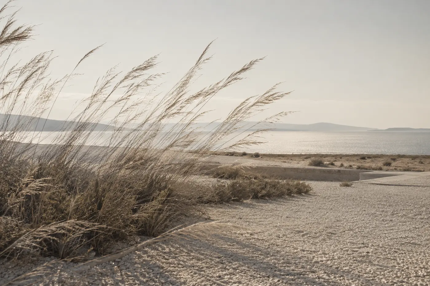 Dry coastal grasses bent by the wind above a pale gravel shore, the sea glittering behind